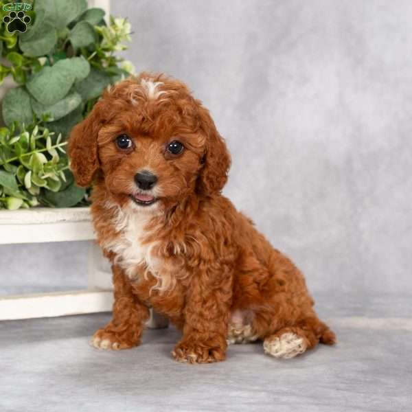 Tucker F1B, Cavapoo Puppy